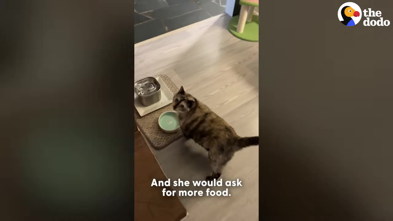 A tortoiseshell cat stands on a light wood floor next to its food and water bowls, looking up at the camera.