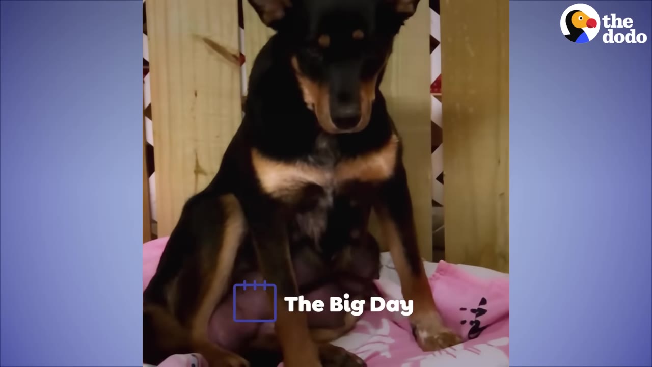 A black and tan dog named Pebbles sits on a pink blanket in front of a wooden headboard, with text overlay reading 'The Big Day'.