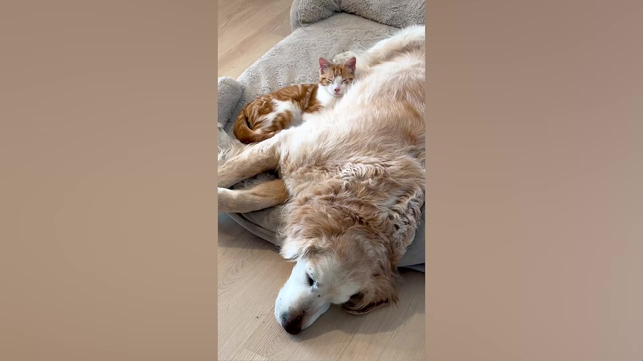 An orange and white cat sleeps comfortably snuggled against the back of a sleeping golden retriever on a dog bed.