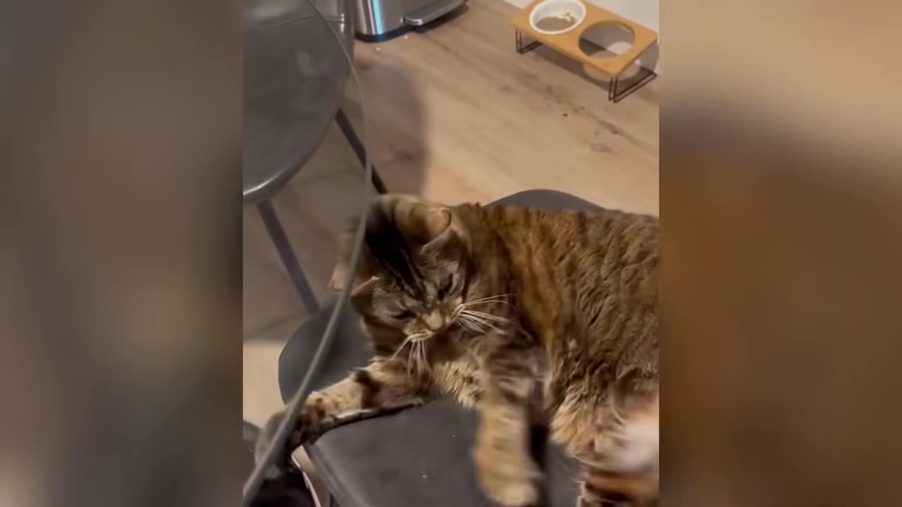Video frame for Too Dignified For Toys