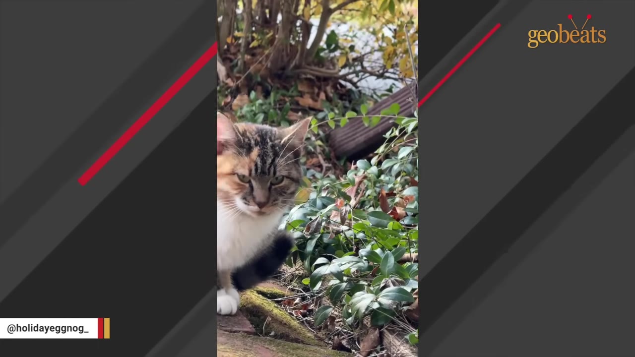 A fluffy calico and tabby cat peeks out cautiously from behind green foliage and bushes.