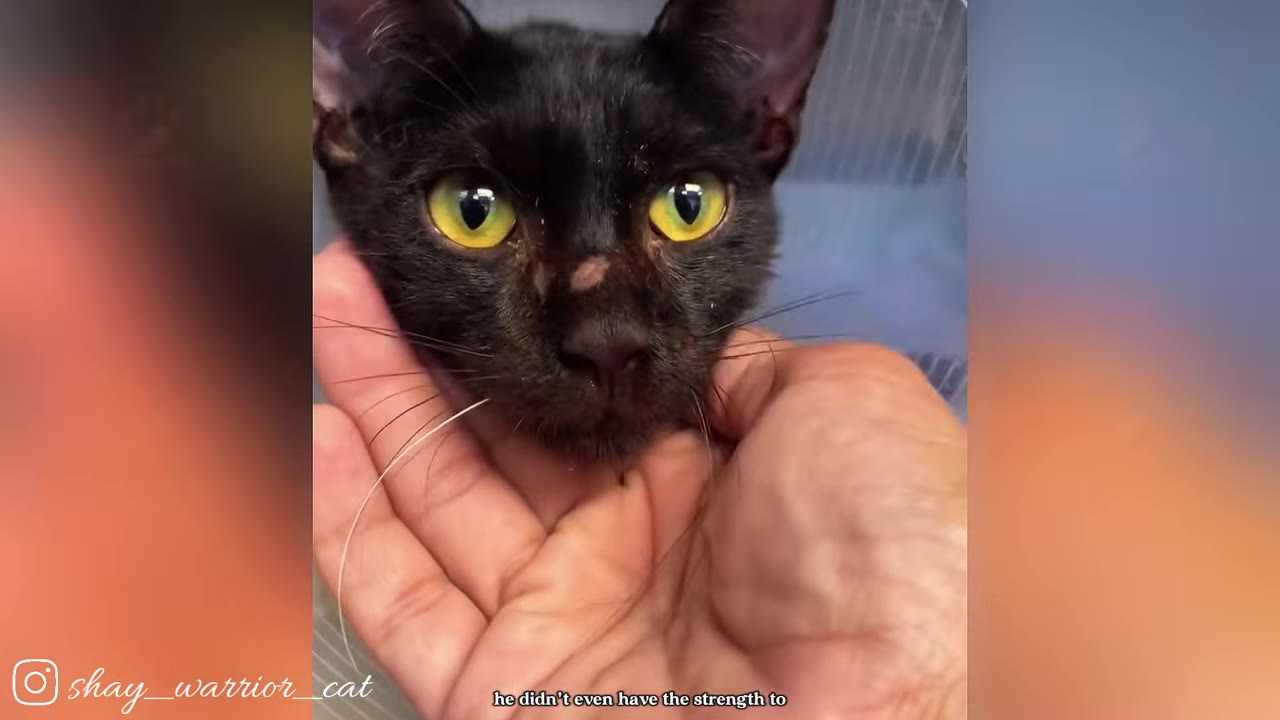 A close-up of a black cat with bright yellow eyes being gently cradled in a person's hand.