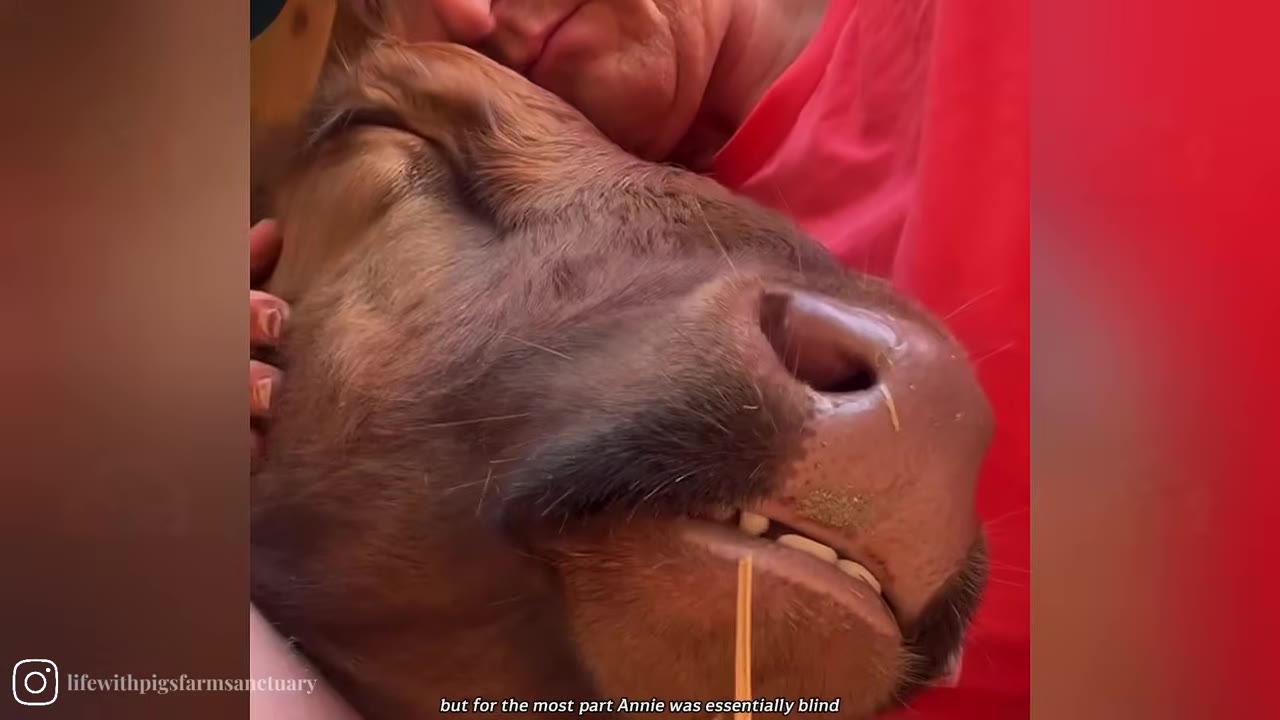 A close-up shot of a brown calf resting its head peacefully against a person wearing a red shirt.