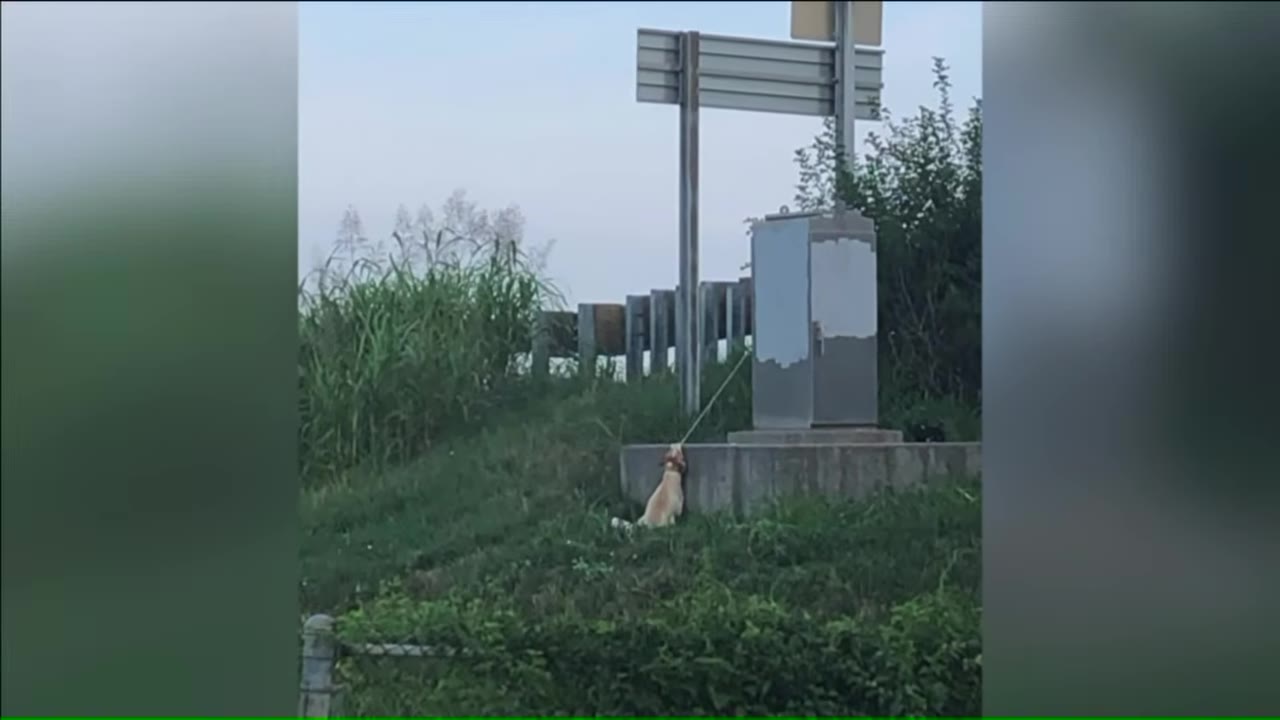 A wide shot of a light-colored dog tied with a leash to a utility box on a grassy hill next to a highway guardrail and signpost.