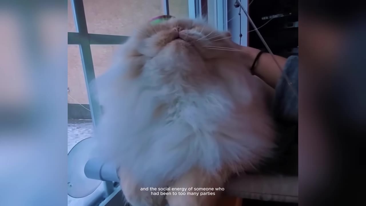 A close-up shot of a large, fluffy cream-colored Persian cat with its head tilted back as a hand gently pets its neck.