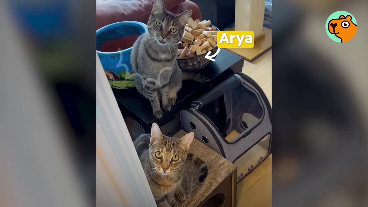 Two tabby cats looking at the camera, with one sitting on a black table next to a bowl of corks labeled with a text bubble that says Arya, and the other sitting below on a scratching post.