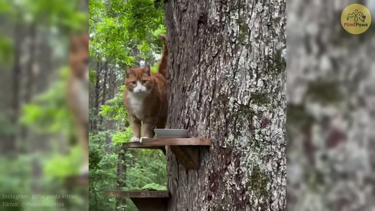 An orange and white cat stands confidently on a wooden shelf attached to a large tree trunk, looking directly forward.