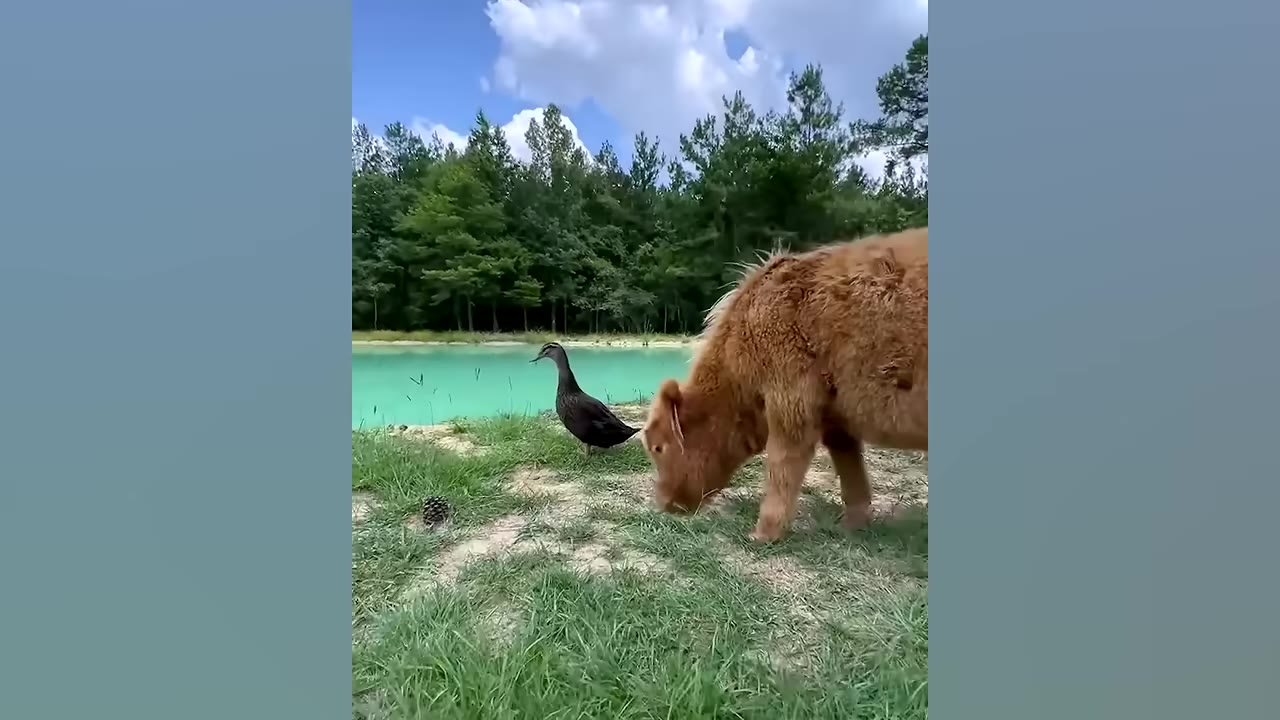 A fluffy brown highland calf grazes on grass next to a black duck by the edge of a turquoise pond.