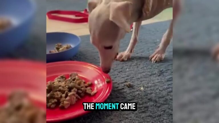 Dog Rescued After 7 Years Locked In Basement In Iowa Gets The Sweetest First Moments Of Freedom