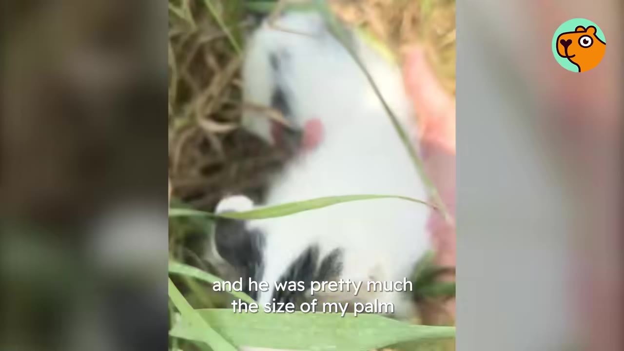 A tiny white and black kitten sits in tall green grass next to a person's hand.