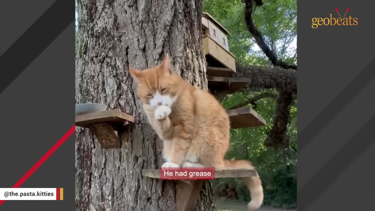 An orange and white cat sits on a wooden platform mounted on a tree trunk, licking its paw.