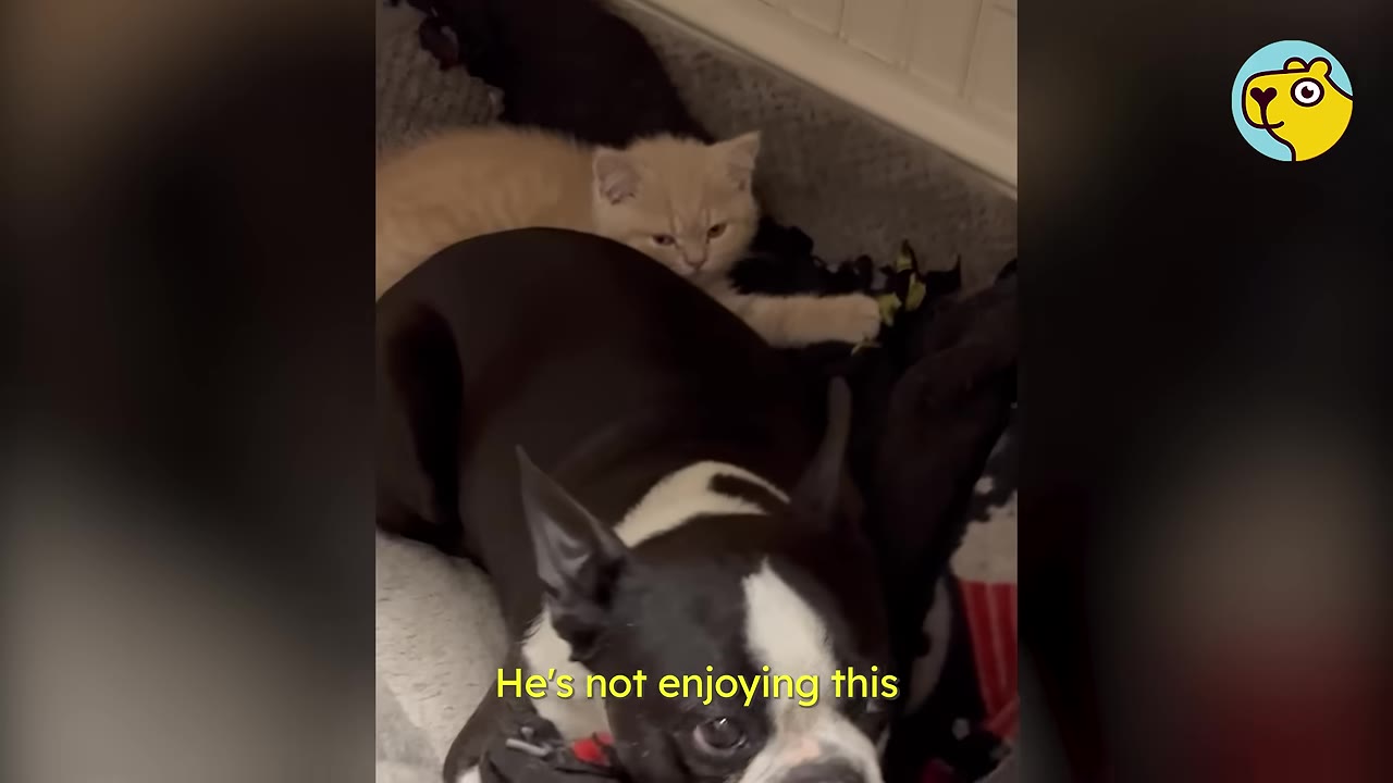 A black and white Boston Terrier lies in a dog bed looking disgruntled while a small light orange kitten rests behind him.