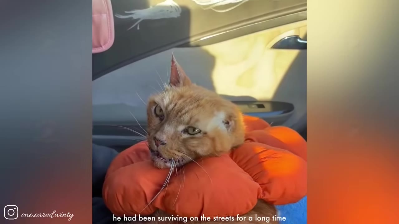 An orange cat with a weathered face and one folded ear rests its head on an orange flower-shaped neck cushion inside a car.