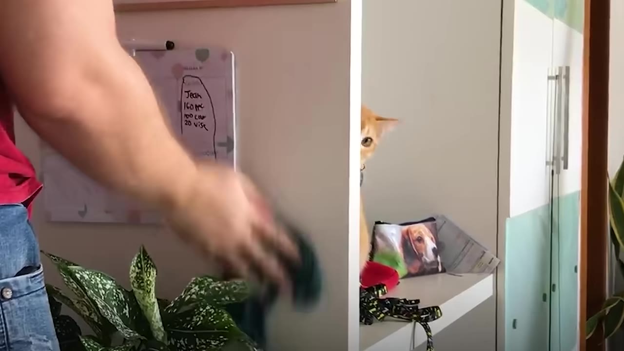 An orange kitten peeks out from behind a white partition as a person wipes a whiteboard in the foreground.