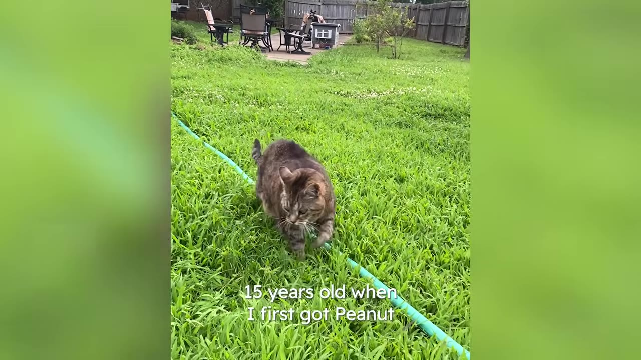 A tabby cat named Peanut walks through green grass in a backyard next to a blue garden hose, with text overlay reading '15 years old when I first got Peanut'.