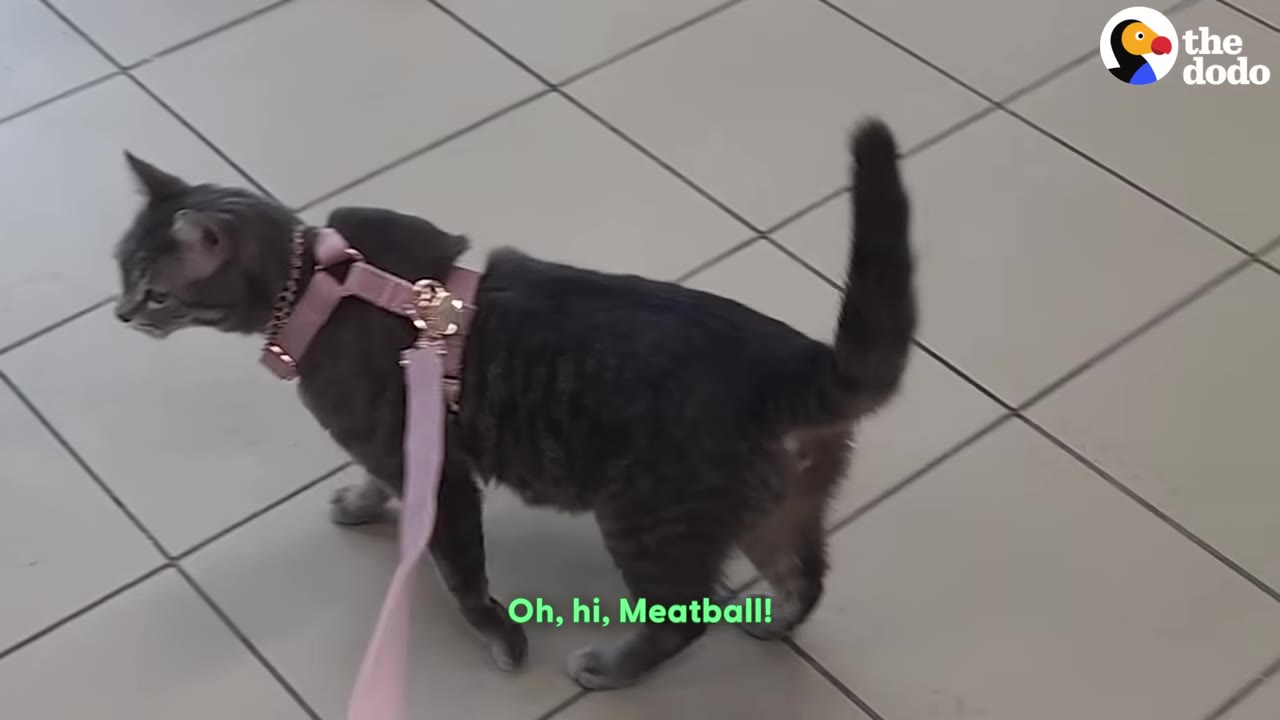 A grey tabby cat wearing a pink harness and leash walks across a tiled floor inside a store.