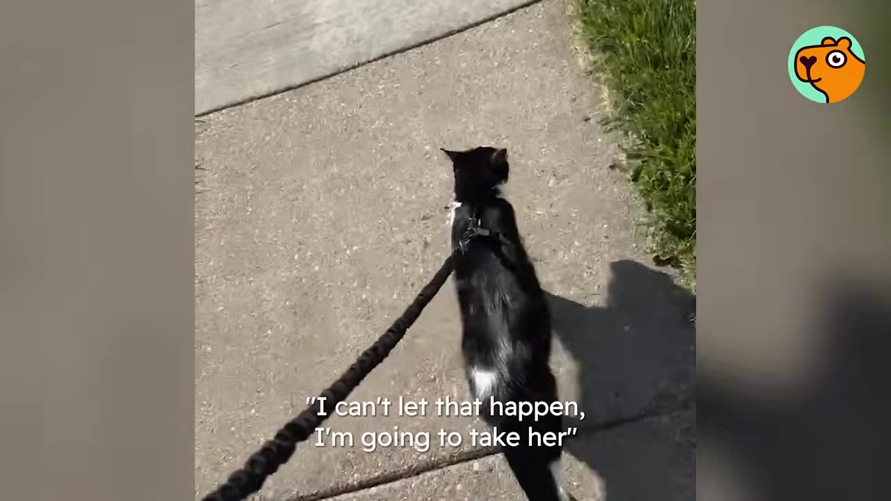 A black and white cat wearing a harness walks on a leash along a concrete sidewalk next to a grassy area.