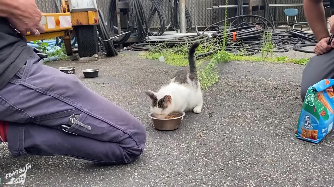 A friendly white and grey cat eating food from a metal bowl on the pavement, while two rescuers kneel nearby.
