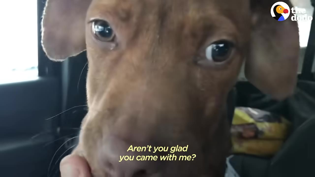 A close-up of a brown dog's face inside a vehicle, looking directly at the camera with wide, expressive eyes.