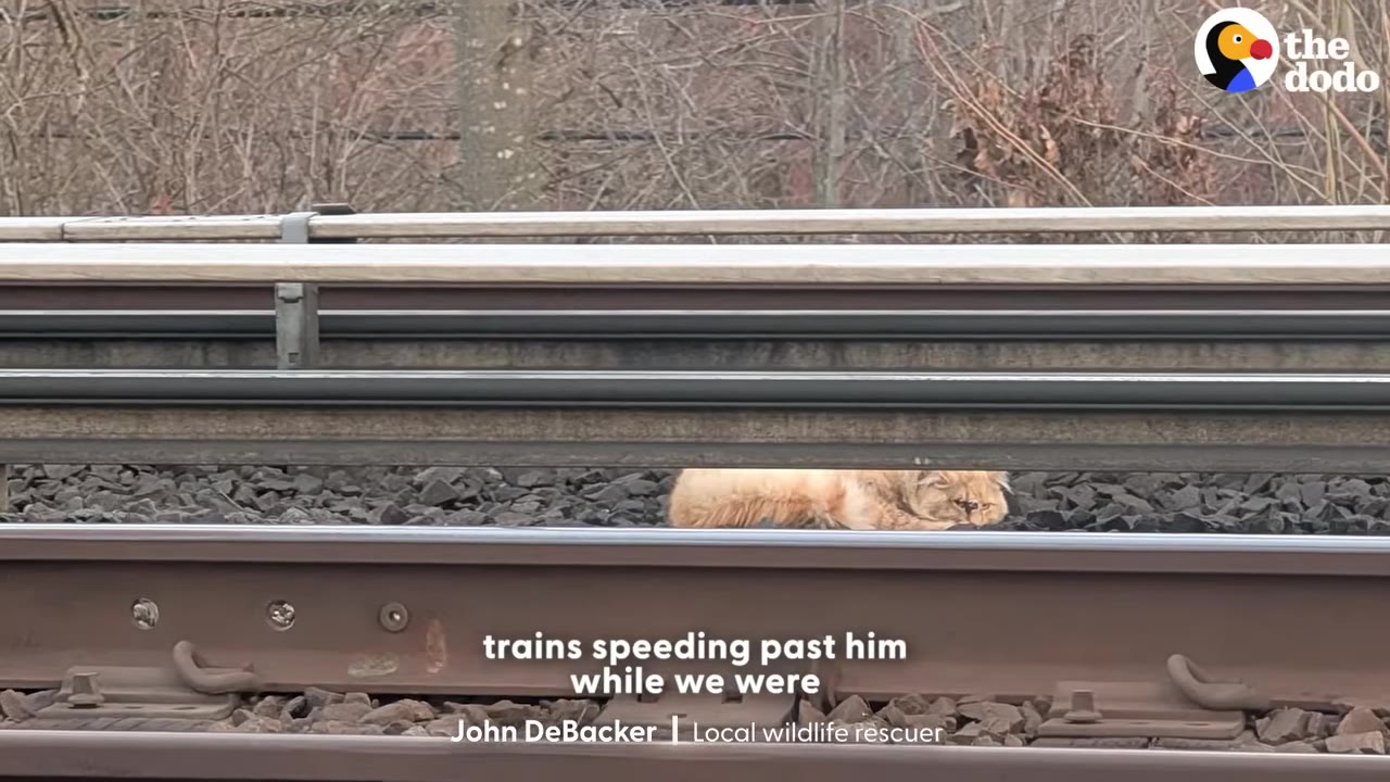 An orange long-haired cat lies curled up on the gravel between active railroad tracks under a metal safety barrier.