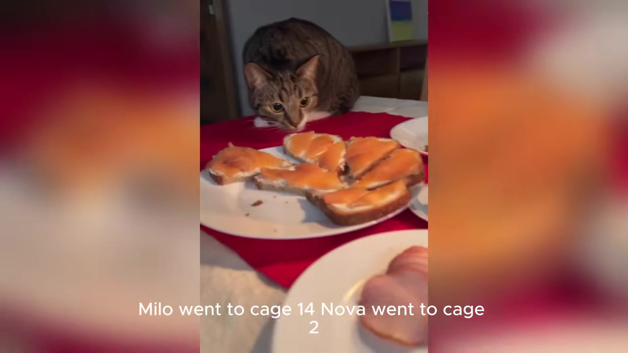 A brown tabby cat peers over a red tablecloth at a plate of salmon sandwiches.