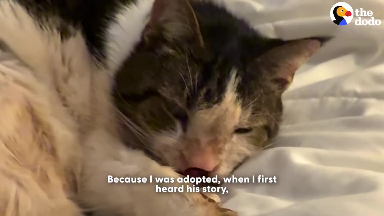 A close-up of a brown and white cat resting on a white blanket, with text overlay that reads, 'Because I was adopted, when I first heard his story,'.