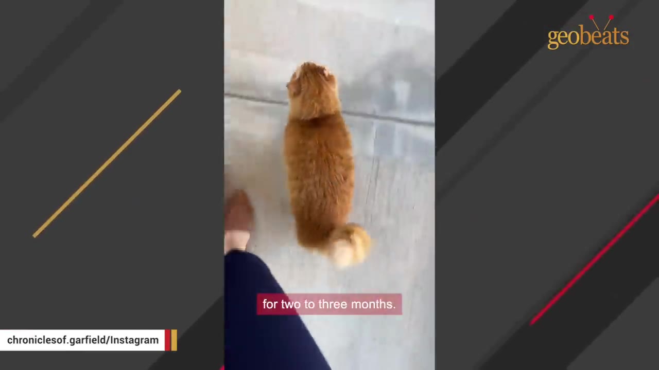 An overhead view of a fluffy orange cat walking along a concrete sidewalk next to a person's leg.