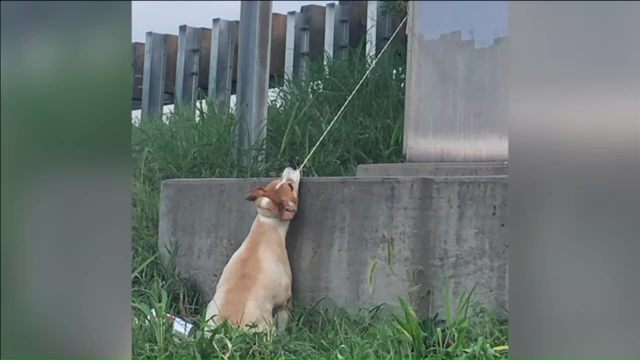 A tan and white dog is shown sitting on its hind legs next to a concrete barrier, with its head pulled upward by a tight white rope or leash attached to a structure above.