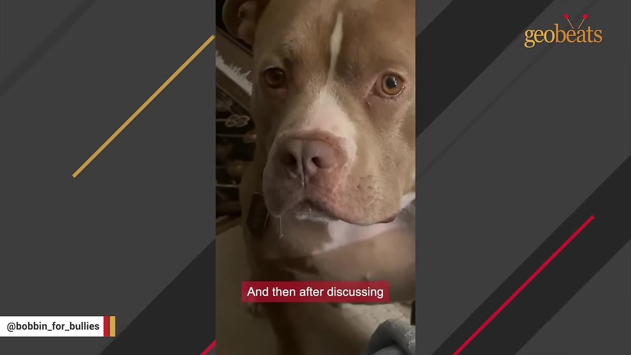 A close-up shot of a tan and white dog looking directly at the camera with soulful brown eyes.