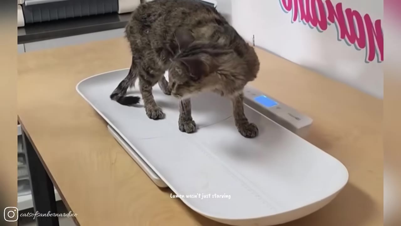 A thin tabby cat stands on a white digital pet scale on a wooden table.