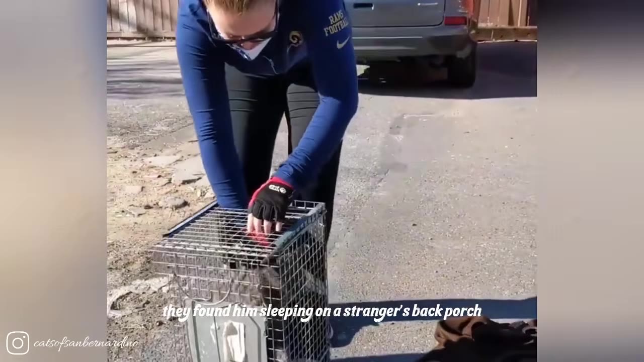 A rescue volunteer in a blue long-sleeve shirt and black gloves secures a metal animal trap cage on the ground.