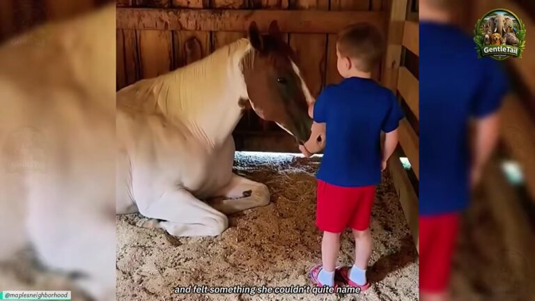 California Horse Carried Invisible Scars, Then A Little Boy’s Simple Greeting Changed Everything
