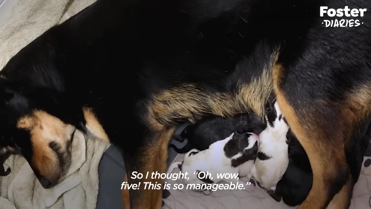 A black and tan dog lies on her side with her eyes closed, looking relaxed, while several small black-and-white puppies nurse.