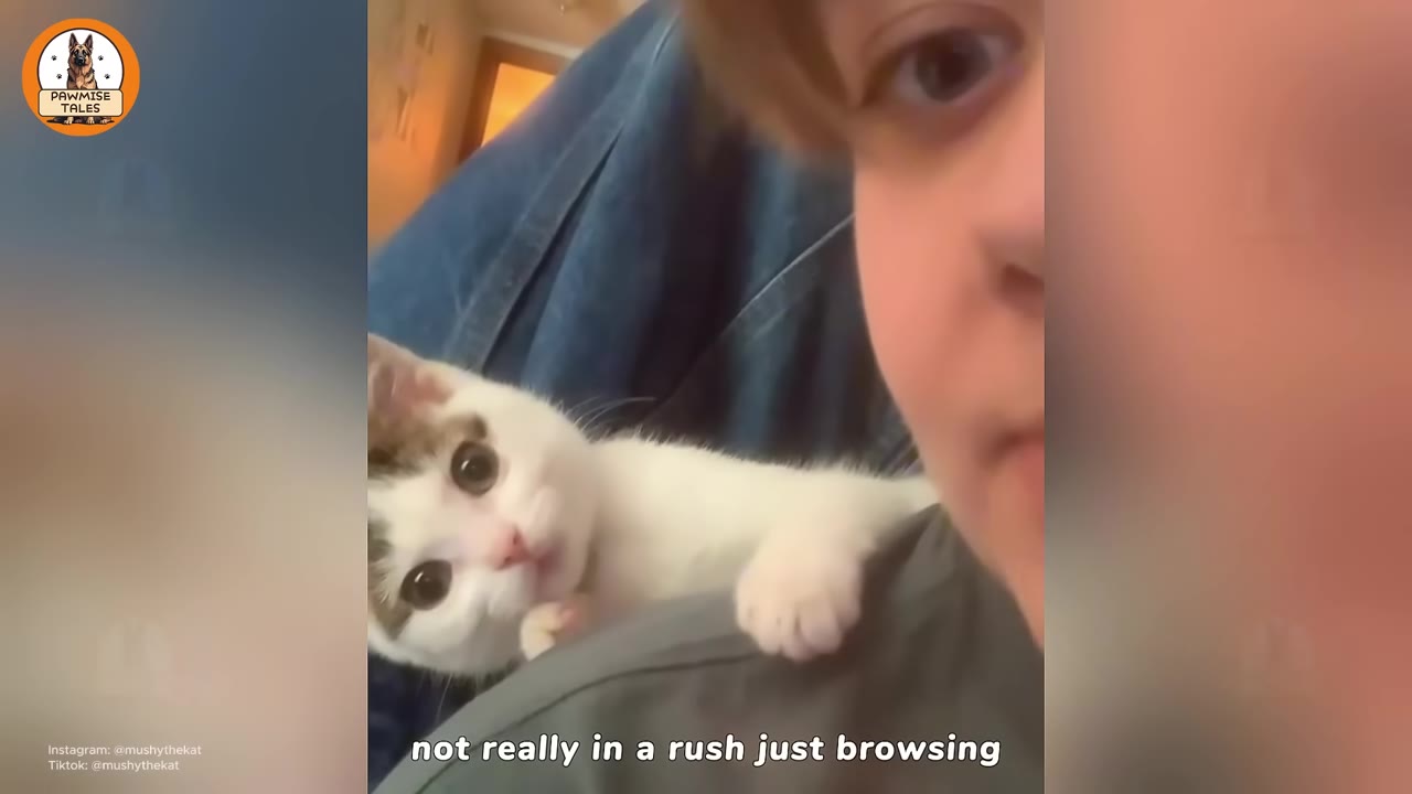 A close-up of a small white and brown kitten resting on a person's shoulder, with the partial face of a woman visible on the right side of the frame and the text 'not really in a rush just browsing' at the bottom.