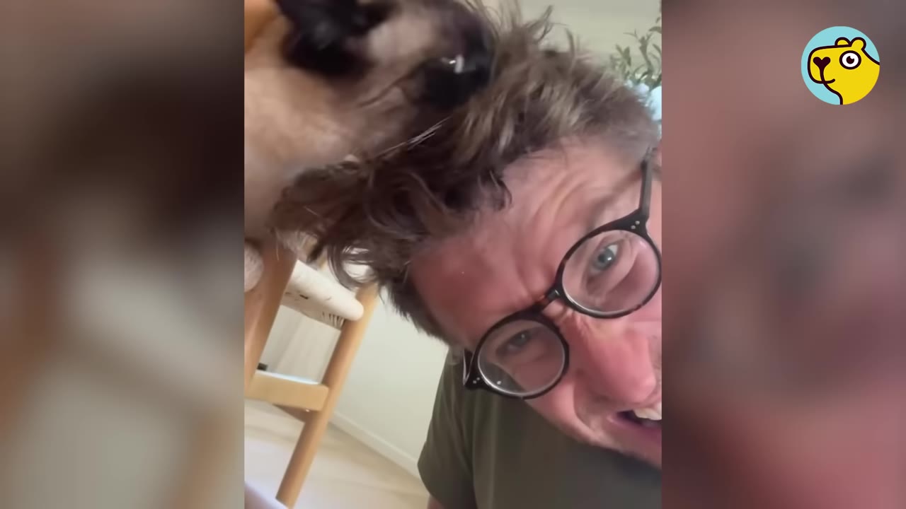 A Siamese cat biting the hair of a man wearing glasses, who is making a pained face.