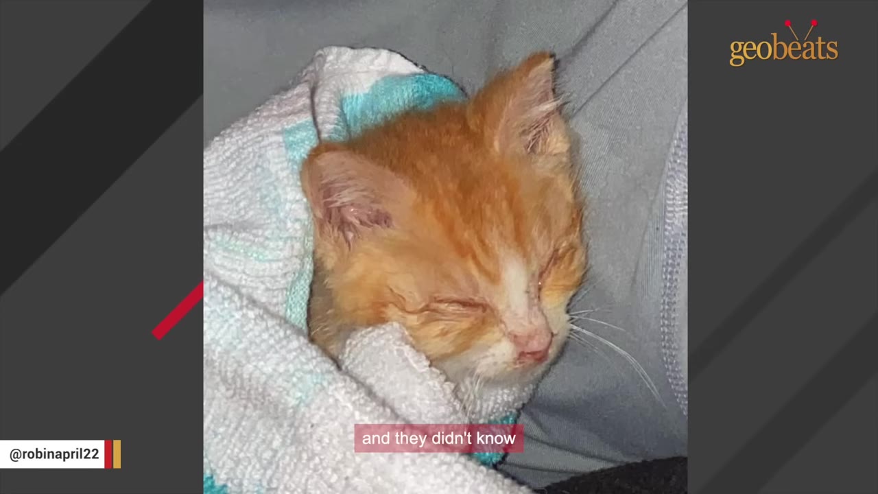 A small, sick-looking orange and white kitten wrapped in a white and blue towel with its eyes closed.