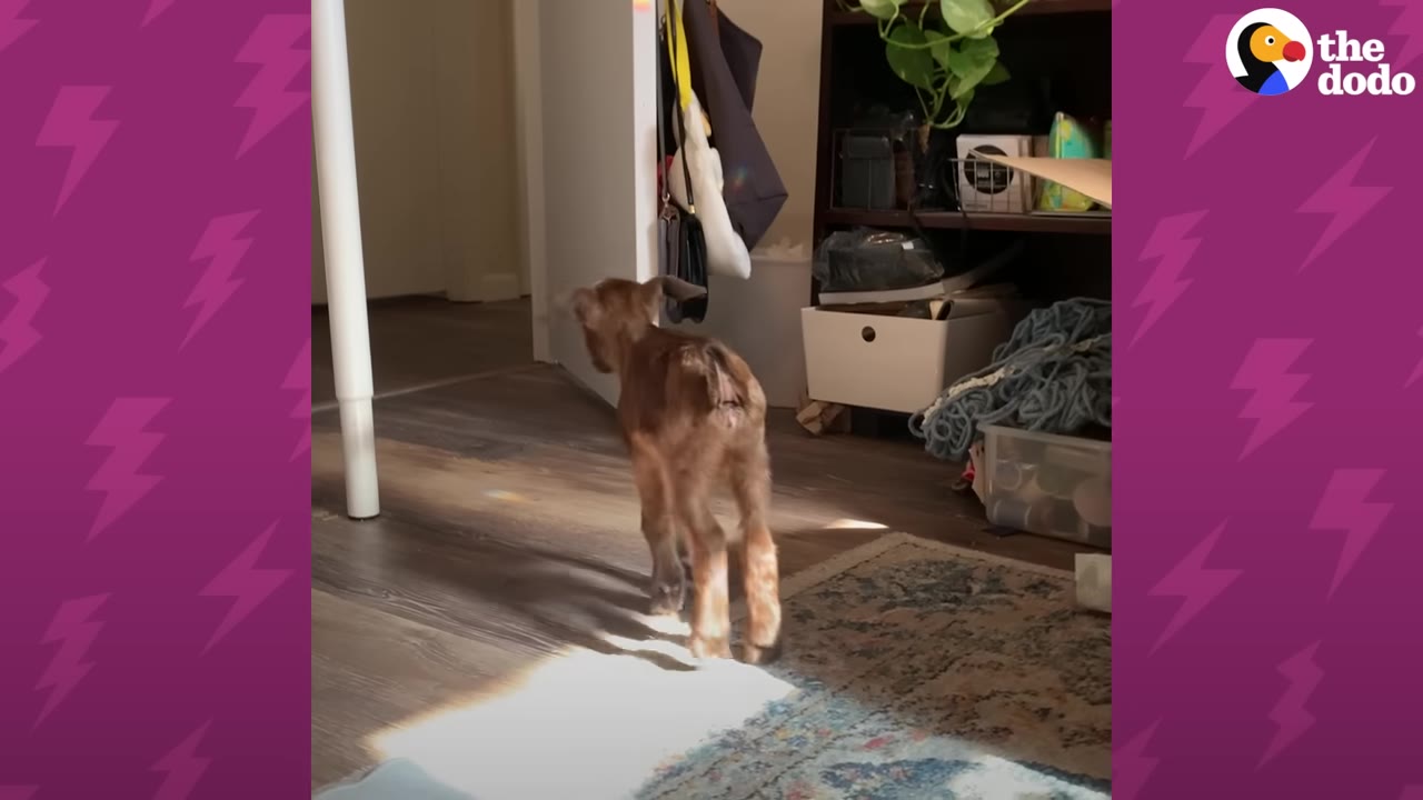 A small brown baby goat walks freely on a wooden floor inside a house, illuminated by a patch of sunlight.