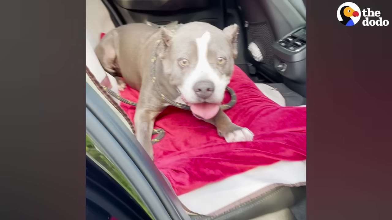 A grey and white pit bull mix sits happily on a red blanket in the back seat of a car, looking forward with her tongue out.