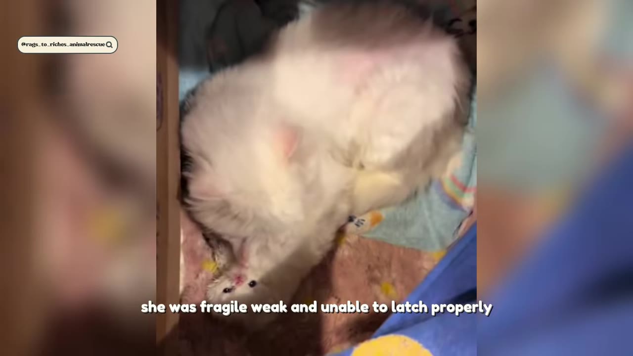 A fluffy white mother cat lies on a colorful blanket inside a box, caring for her tiny newborn kitten.