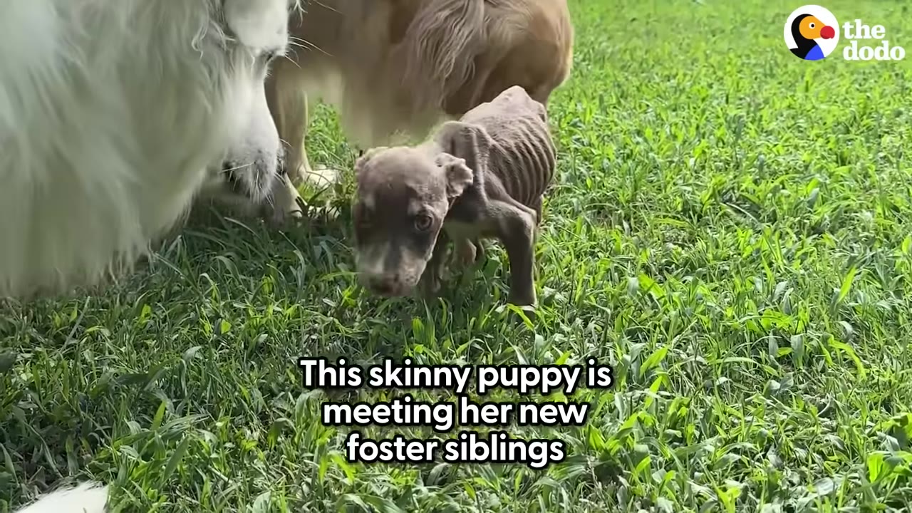 A very thin, small brown puppy stands on green grass, looking forward as a large white dog and a golden dog gently approach and sniff her.