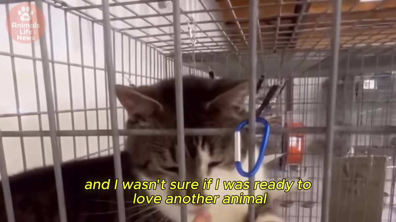 A close-up of a tabby and white cat behind the metal bars of a cage, with yellow subtitle text reading 'and I wasn't sure if I was ready to love another animal'.