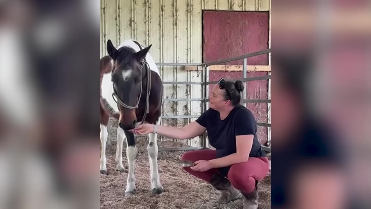 A woman in a black shirt and red pants crouches next to a brown and white horse with a heart-shaped mark on its forehead inside a barn stall.