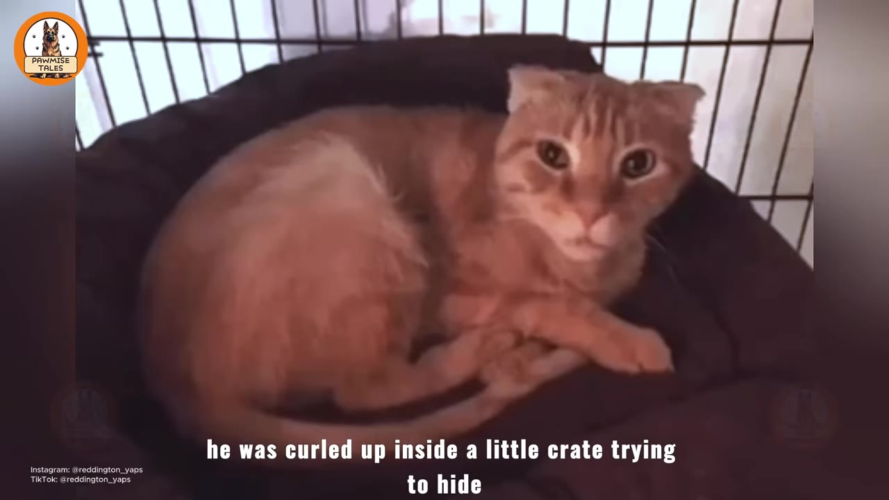 An orange cat with folded ears curled up inside a dark pet bed within a wire crate, looking directly at the camera.