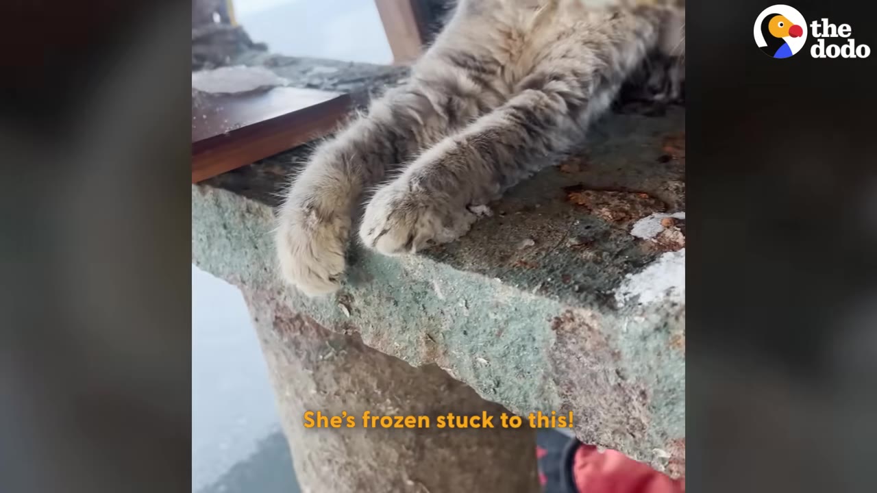 A close-up of a fluffy cat's front paws resting on a concrete ledge, with text overlay reading 'She's frozen stuck to this!'