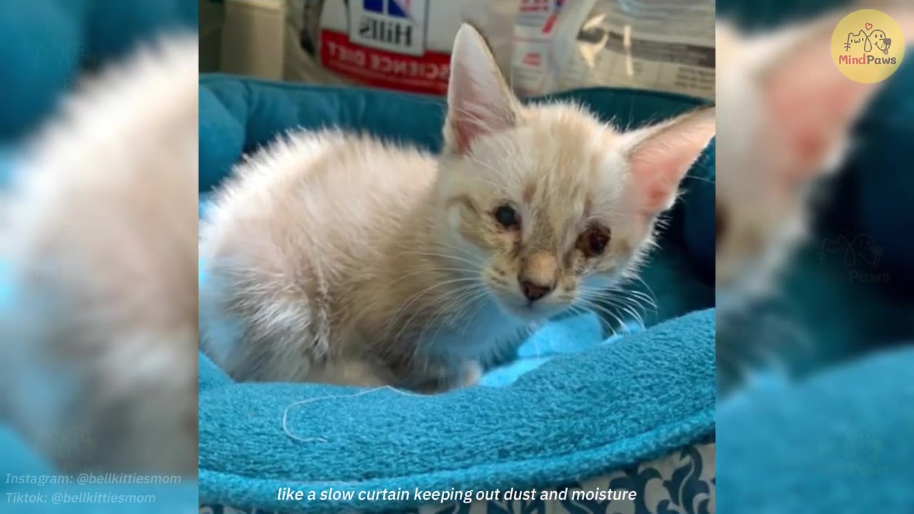 A small light-colored kitten with irritated, watery eyes sits in a blue pet bed.