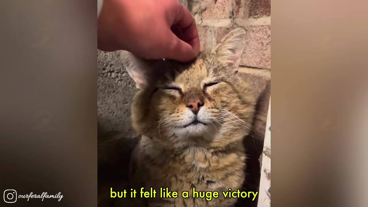 A hand gently pets the head of a tabby cat who has its eyes closed contentedly, with text on the screen reading 'but it felt like a huge victory'.