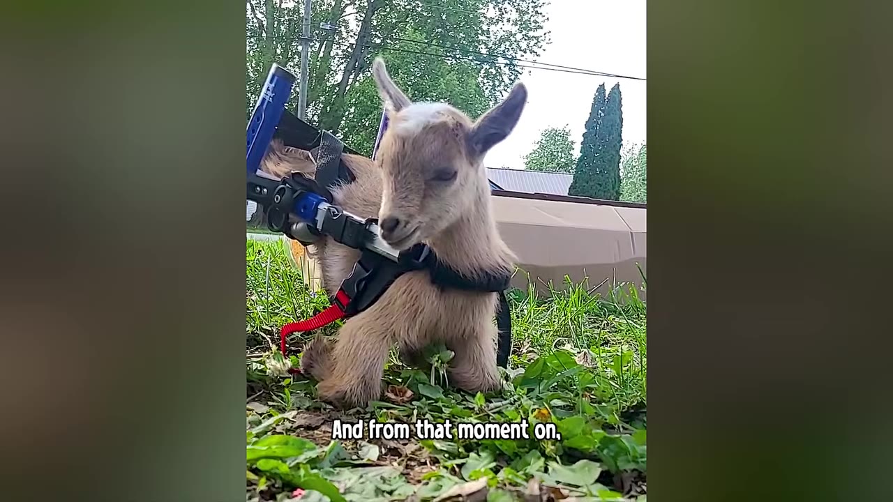 A small brown and white goat wearing a supportive mobility harness and wheelchair stands in a grassy yard.