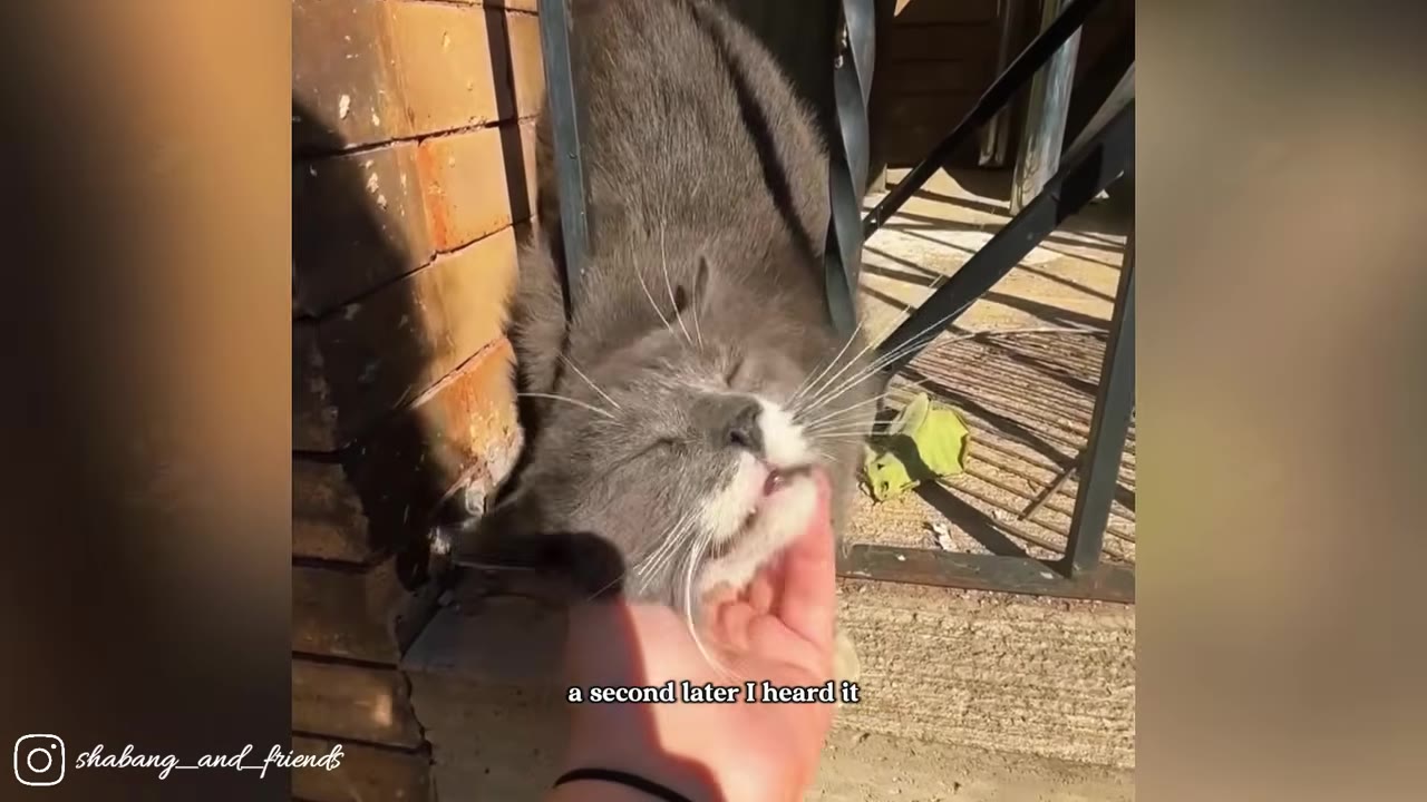 A close-up shot of a grey cat with white fur on its chin being gently petted under its chin by a hand, with a brick wall and metal railing in the background.