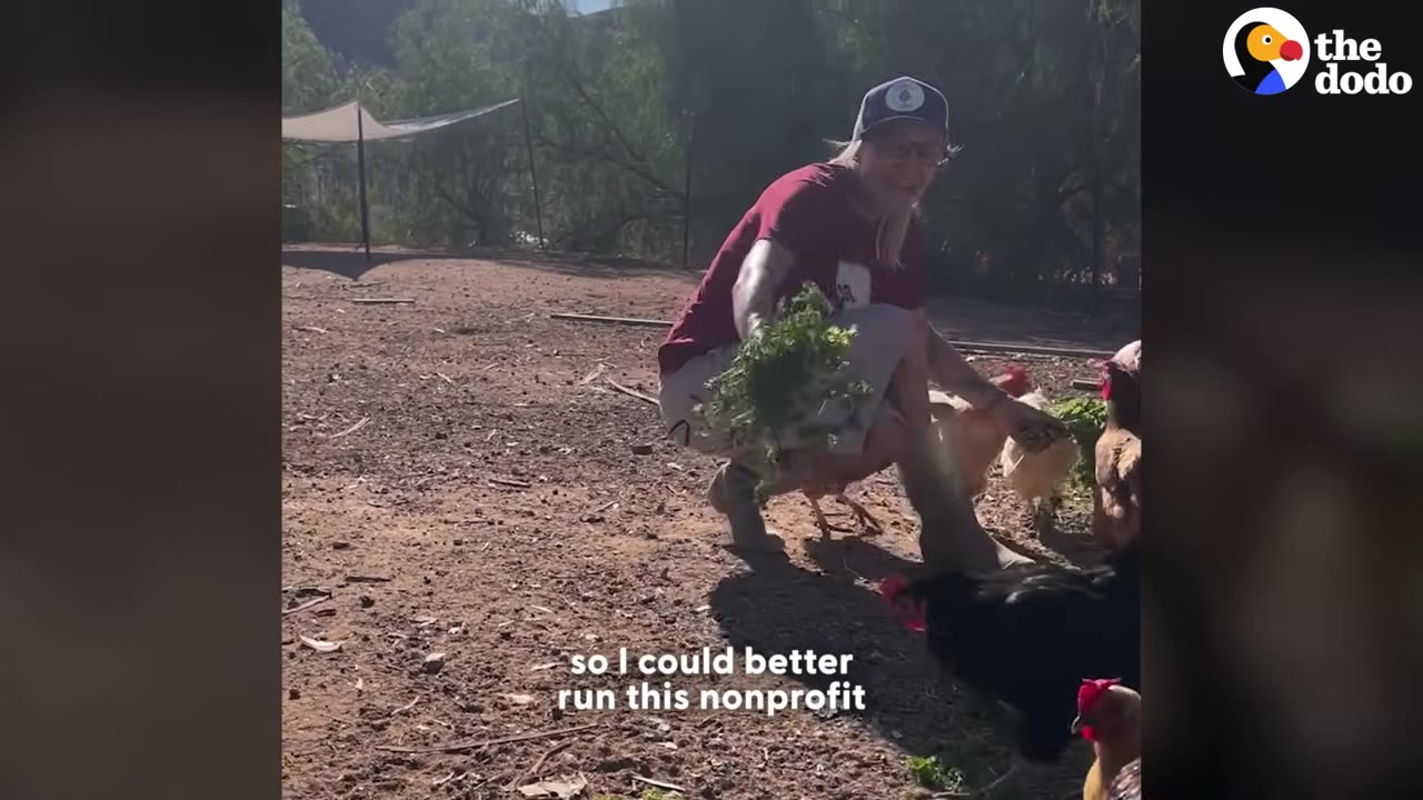 A smiling woman wearing a baseball cap and glasses crouches in a dirt yard, holding out leafy green herbs to feed a flock of chickens.