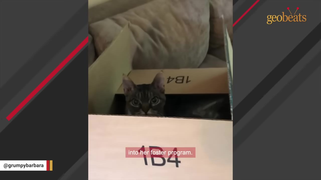 A tabby cat peeks out from inside a cardboard box.